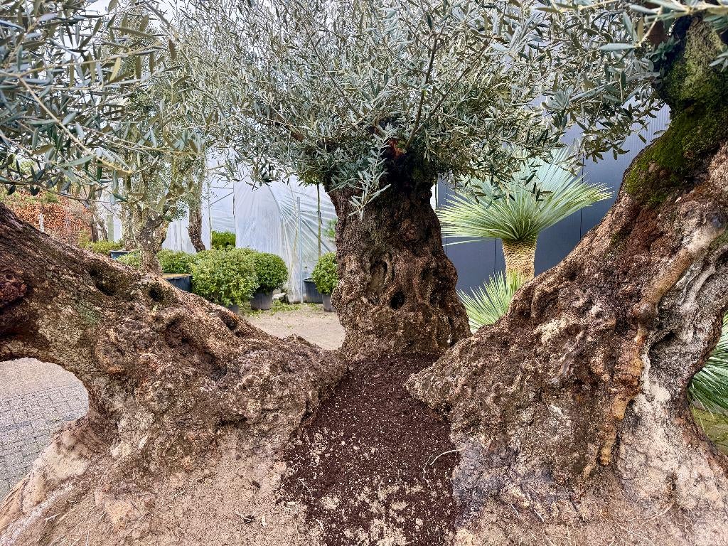 Mega bonsai olijfboom triple stam, 140/160 stamomtrek., Tuin en Terras, Planten | Bomen, Olijfboom, 250 tot 400 cm, Zomer, Ophalen