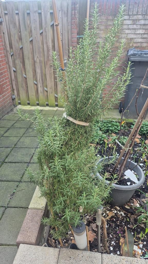 Rozemarijn, Ophalen of Verzenden