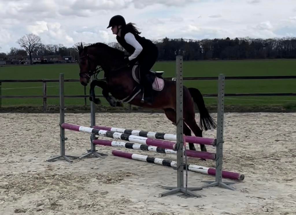 Mooie D sportpony, Dieren en Toebehoren, Pony's, Merrie