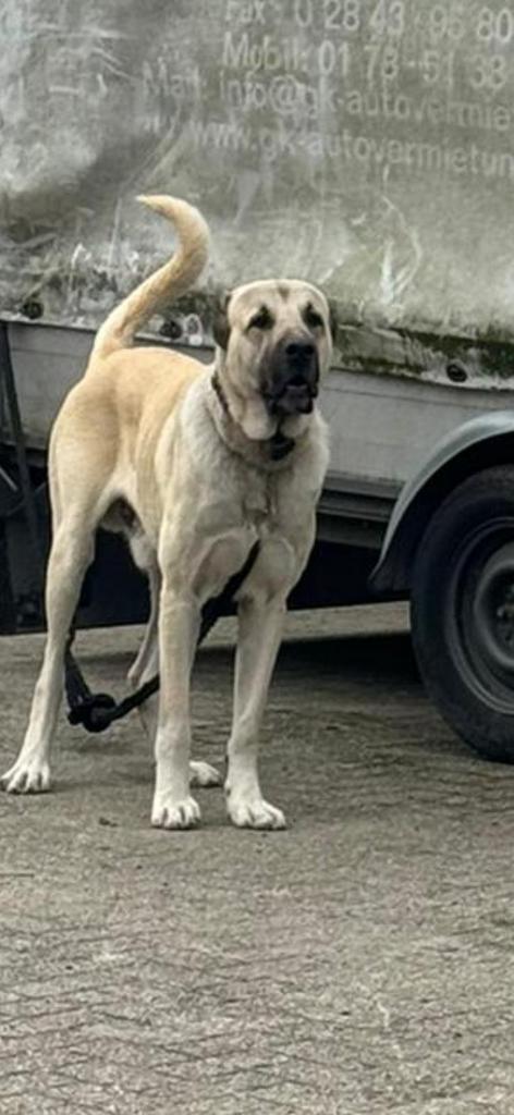 Kangal, Turkse Herder, Dieren en Toebehoren, Honden | Herdershonden en Veedrijvers, Reu, Herder, Particulier, Eén hond, Nederland