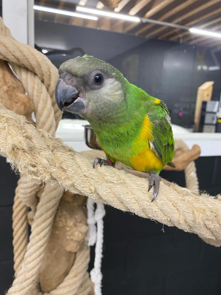 We zoeken baby Bonte Boertjes en Meyer Papegaaien, Dieren en Toebehoren, Vogels | Parkieten en Papegaaien, Meerdere dieren, Papegaai