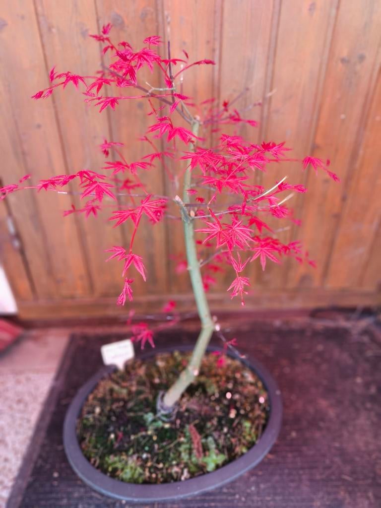 Bonsai Acer palmatum Deshojo, Ophalen, Bloeit niet, Halfschaduw, Overige soorten