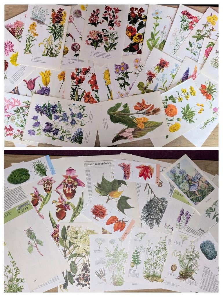 Grote set vintage botanische ephemera junk journal, Hobby en Vrije tijd, Verzenden, Gebruikt