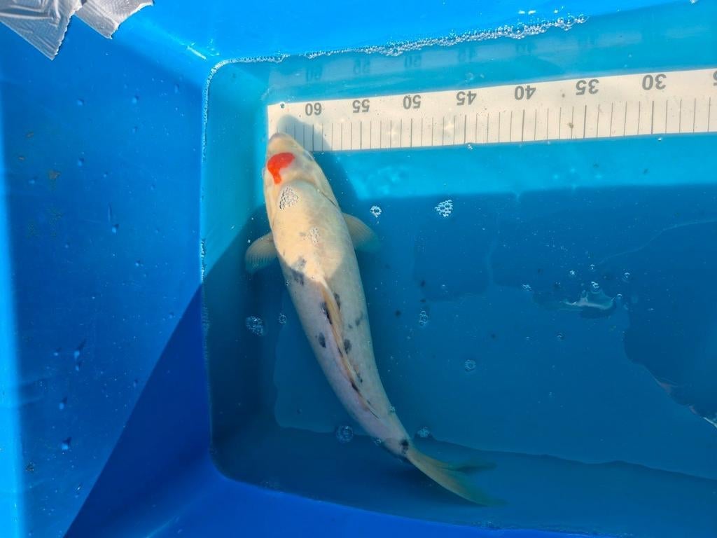 Tancho showa koi, Karper of Koi