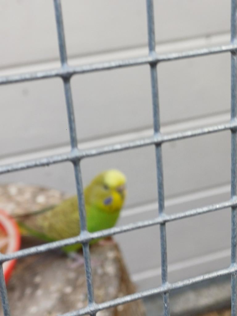 Koppel grasparkieten (bewezen), Meerdere dieren, Parkiet