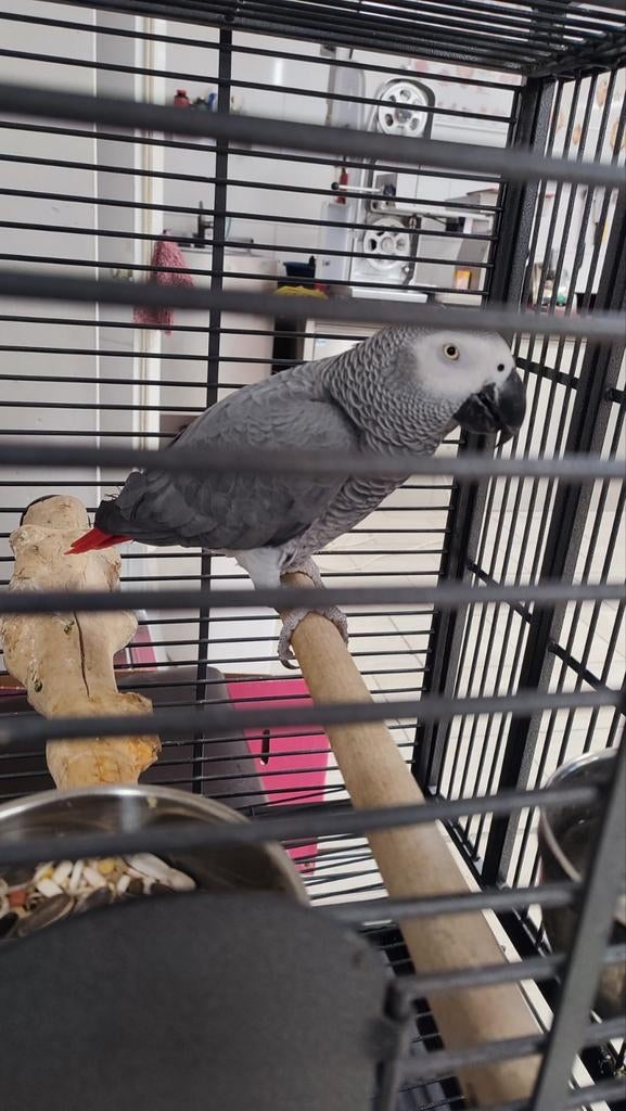 papegaai, Dieren en Toebehoren, Vogels | Parkieten en Papegaaien, Papegaai, Mannelijk