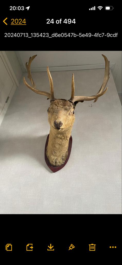 Professionele Hertenkop Wanddecoratie, Ophalen of Verzenden, Gebruikt