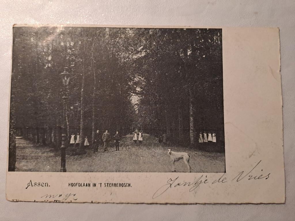 Assen, sterrebosch, hoofdlaan, Ophalen of Verzenden, Drenthe