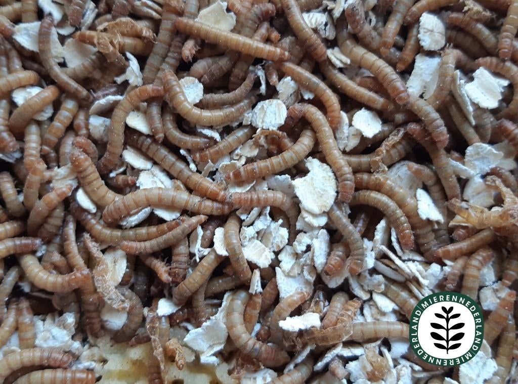 levende meelwormen voor insecten mieren houden, Mieren