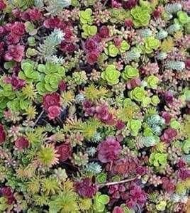 150 Sedum mix plugjes 4x4 cm, Tuin en Terras, Bodembedekkers, Volle zon, Vaste plant, Ophalen of Verzenden