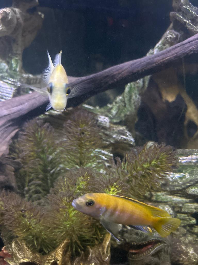 Te koop aquarium met chicliden, Dieren en Toebehoren, Vis, Zoetwatervis