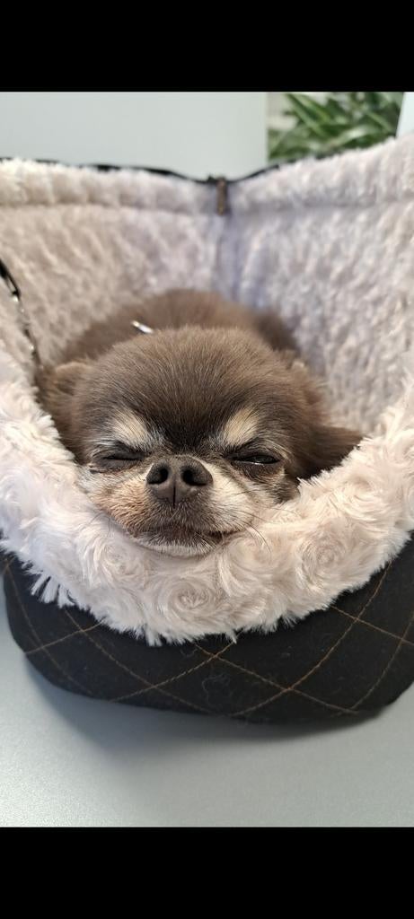 Oppas hond, hondenoppas, vakantie opvang, Ophalen