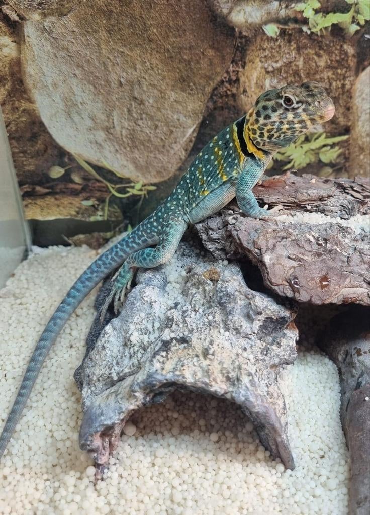 Halsbandleguaan Crotaphytus Blazing Bleu, Amfibie, Tam, 0 tot 2 jaar