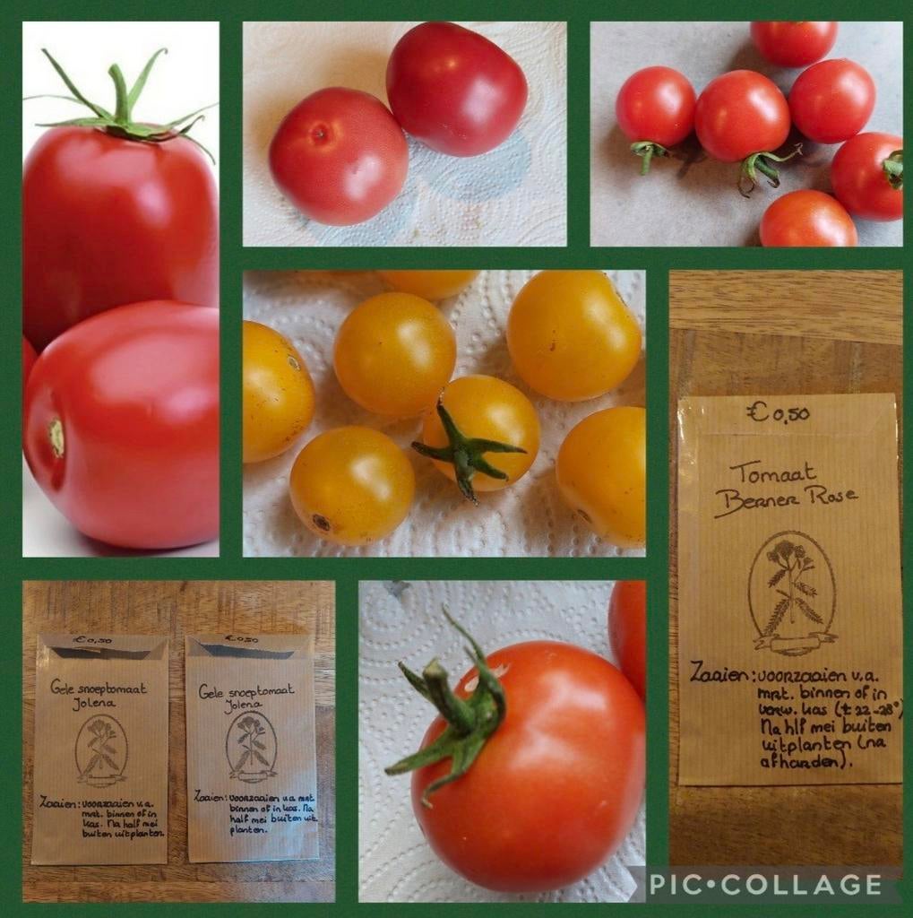 Tomatenzaden - biogisch - ook groenten, kruiden en bloemen, Tuin en Terras, Bloembollen en Zaden, Ophalen of Verzenden, Volle zon