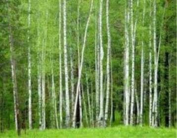 Windgedroogd Haardhout 20%, Tuin en Terras, Haardhout, Minder dan 3 m³, Ophalen, Blokken