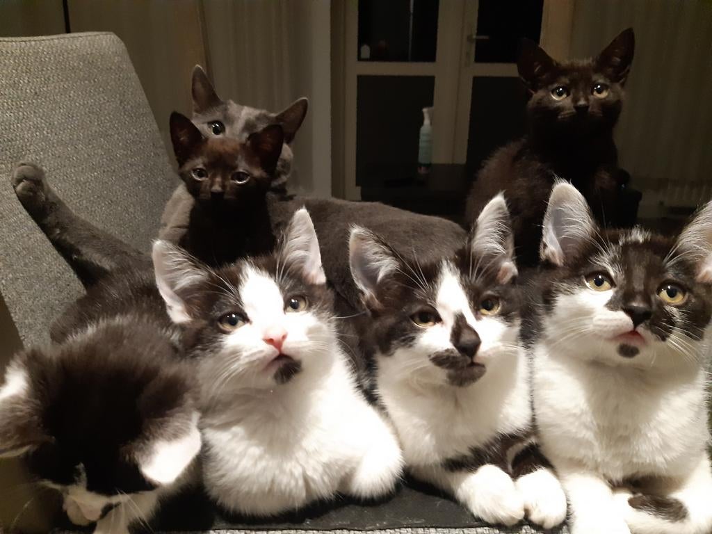 Mix Britse korthaar kittens (mogen nu weg 4 maanden), Kater, Ontwormd