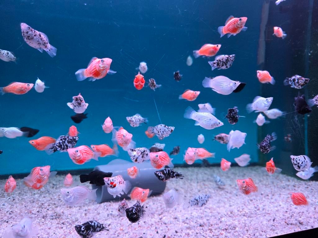 Balloon Molly mix - Koidreams Viswekerij, Dieren en Toebehoren, Vis, Zoetwatervis