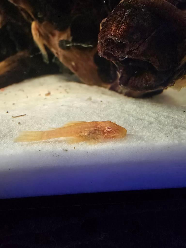 Pleco / borstelneus, Vis