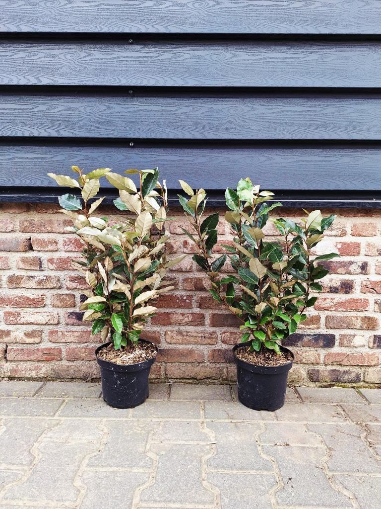 Elaeagnus ebbingei 'Compacta' (Olijfwilg) 🌿🌳, Ophalen, Laurier