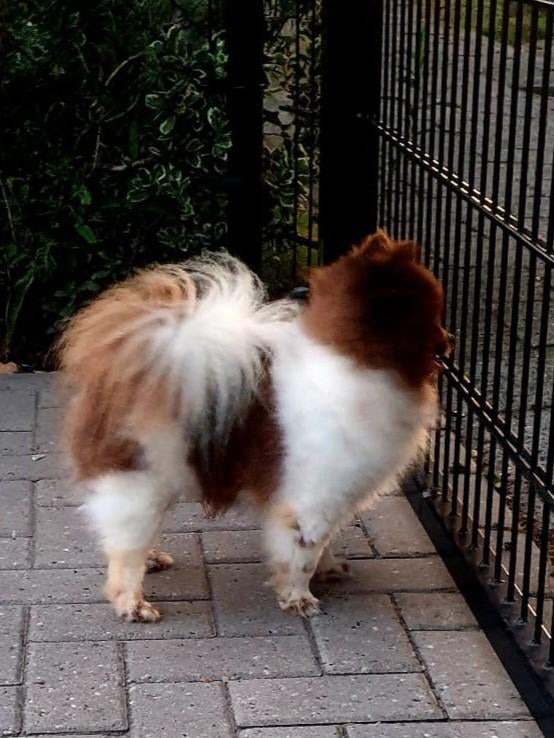 Mooi pomeriaanreutje, Reu, Parvo, Eén hond, 3 tot 5 jaar