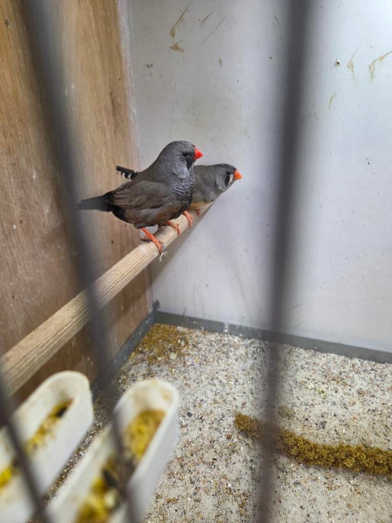 1 koppel charcoal, Dieren en Toebehoren, Meerdere dieren, Tropenvogel, Geringd