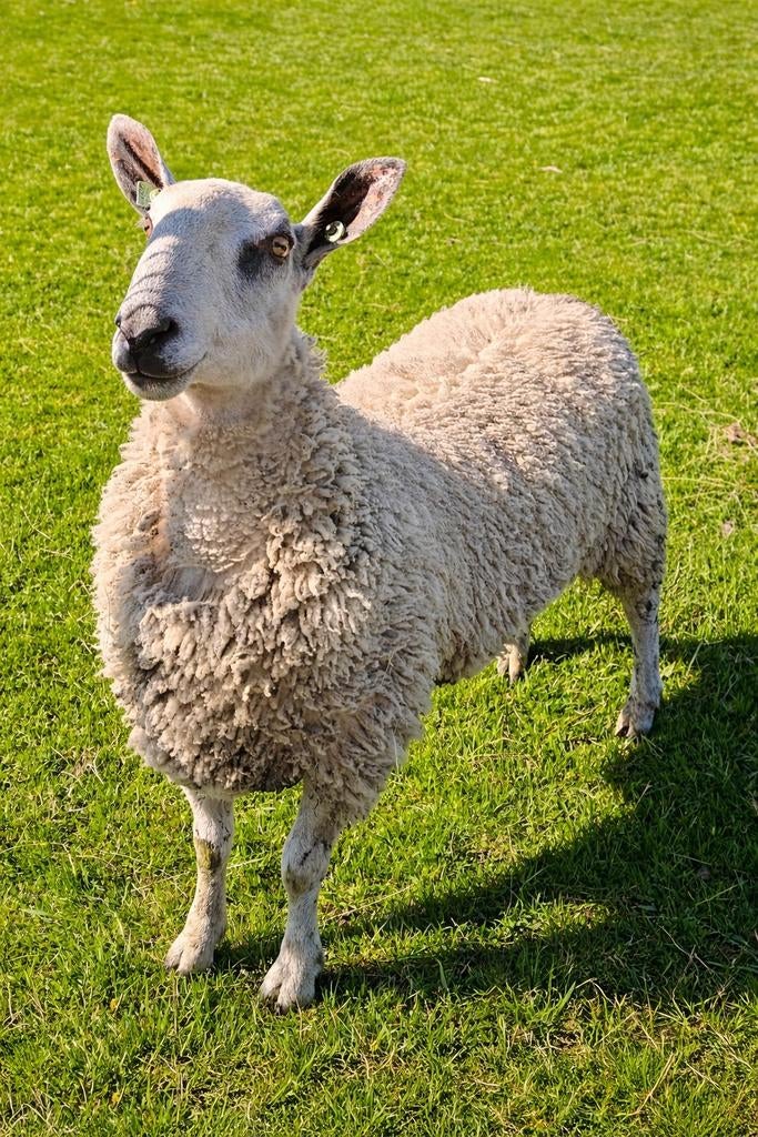 MEGA ZELDZAAM IN NL!! Bluefaced Leicester dekram, Dieren en Toebehoren, Schapen, Geiten en Varkens, Mannelijk, Schaap, 0 tot 2 jaar