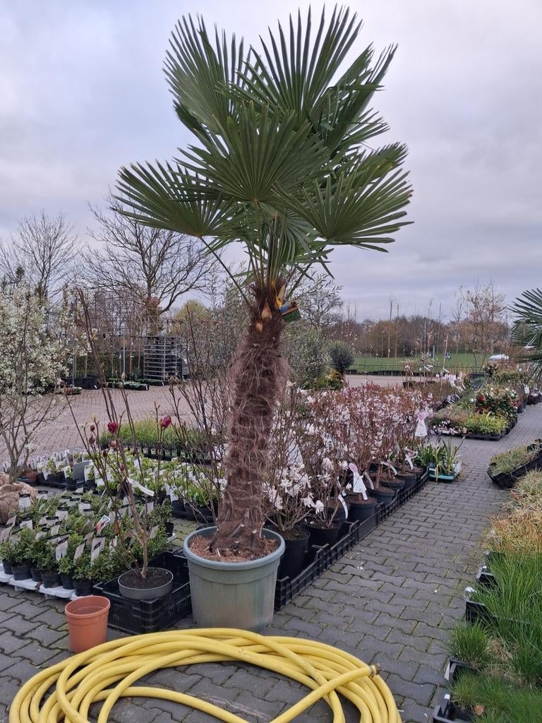 Trachycarpus Fortunei palmboom, hoogstam €647,- pst, In pot, Halfschaduw, Ophalen of Verzenden, 250 tot 400 cm