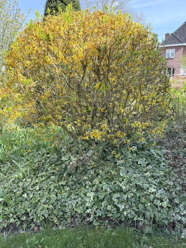 Gratis tuin planten / struiken / bomen, Tuin en Terras, Ophalen, Lente, Volle zon, Overige soorten