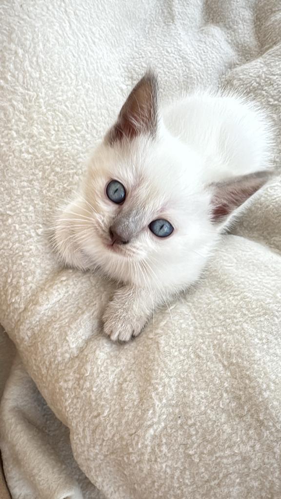 Nog 1 kitten beschikbaar! Ragdoll - Siamees kittens, Dieren en Toebehoren, Katten en Kittens | Overige Katten, Meerdere dieren