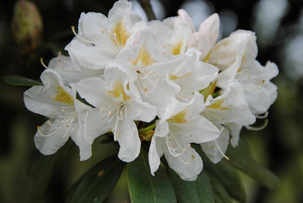 Rhododendron wit. Actie!, Tuin en Terras, Planten | Tuinplanten, Ophalen, Overige soorten, Halfschaduw