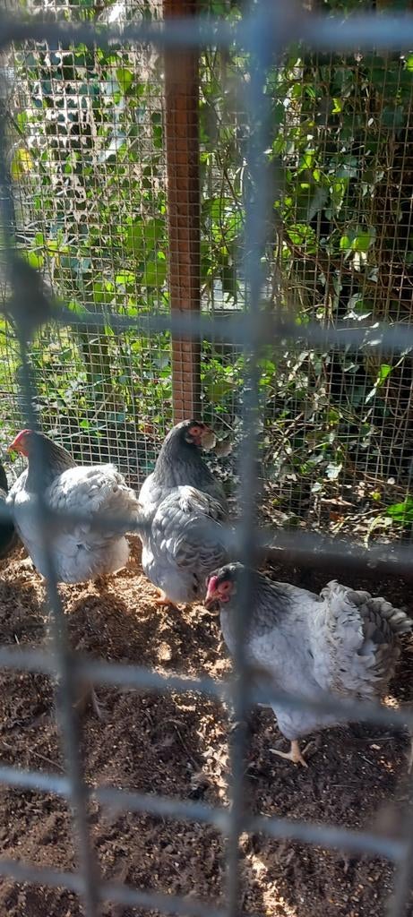 Te koop broedeieren van de wyandotte kriel, Geslacht onbekend, Kip