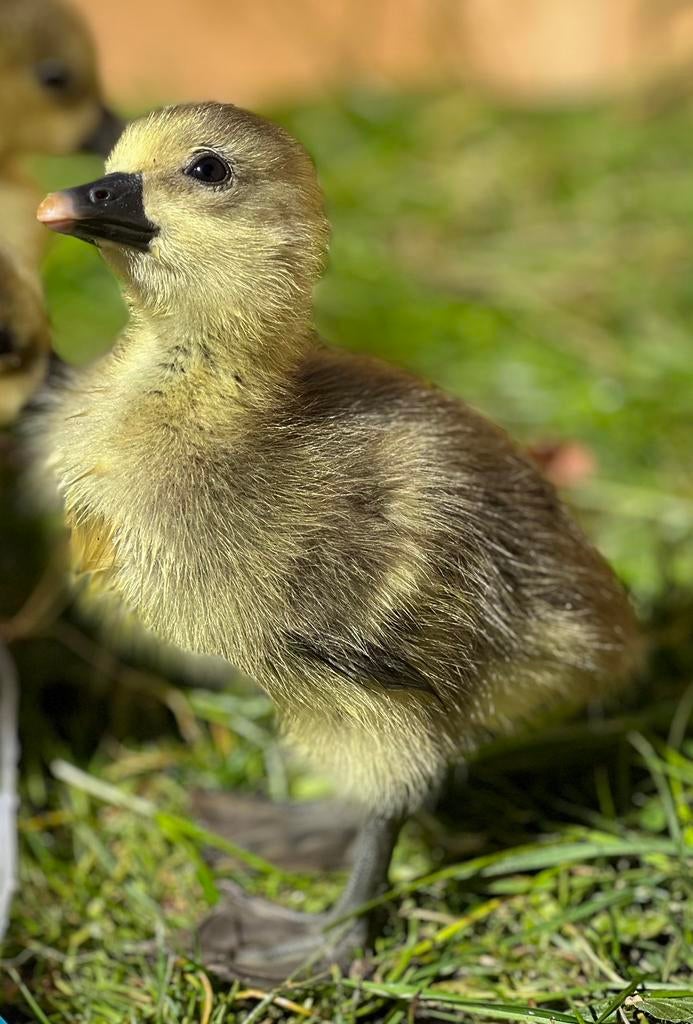 Ganzen kuikens, boerengans, grauwe gans., Dieren en Toebehoren, Meerdere dieren, Gans of Zwaan
