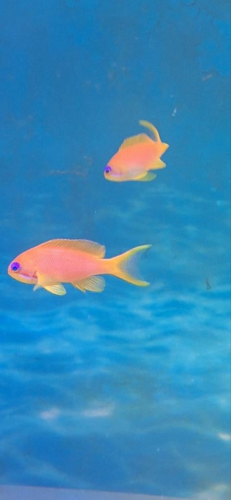 ANTHIAS SQUAMIPINNIS, Dieren en Toebehoren, Vis, Zoutwatervis, Schoolvis