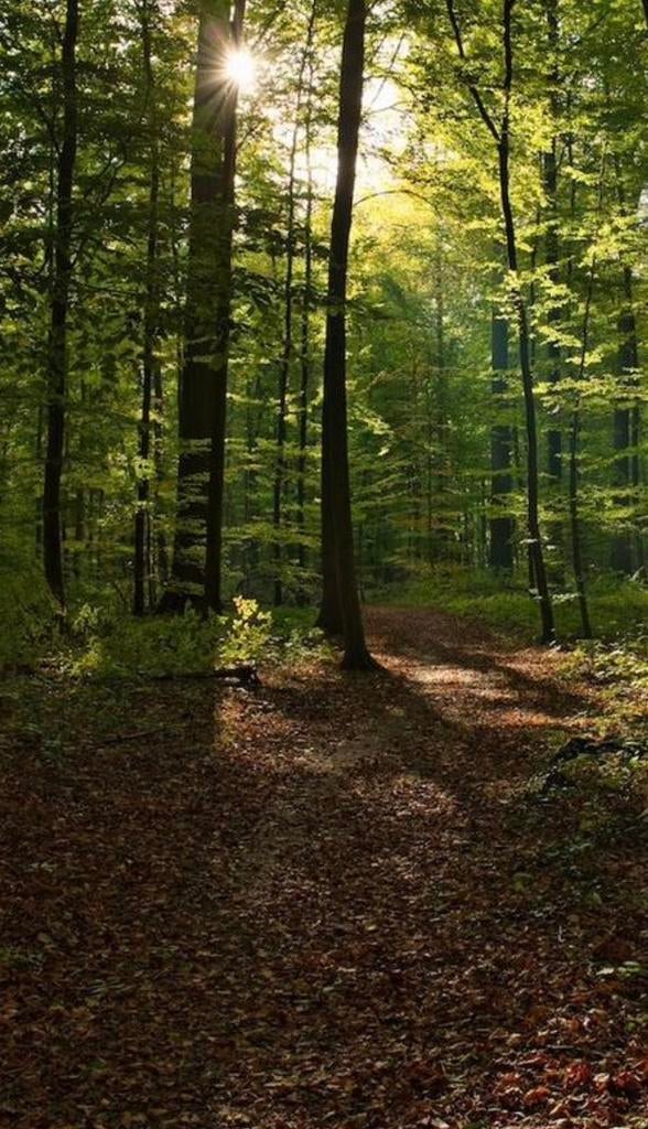 Bosgrond te koop gevraagd omgeving Tilburg, Minder dan 3 m³, Ophalen of Verzenden