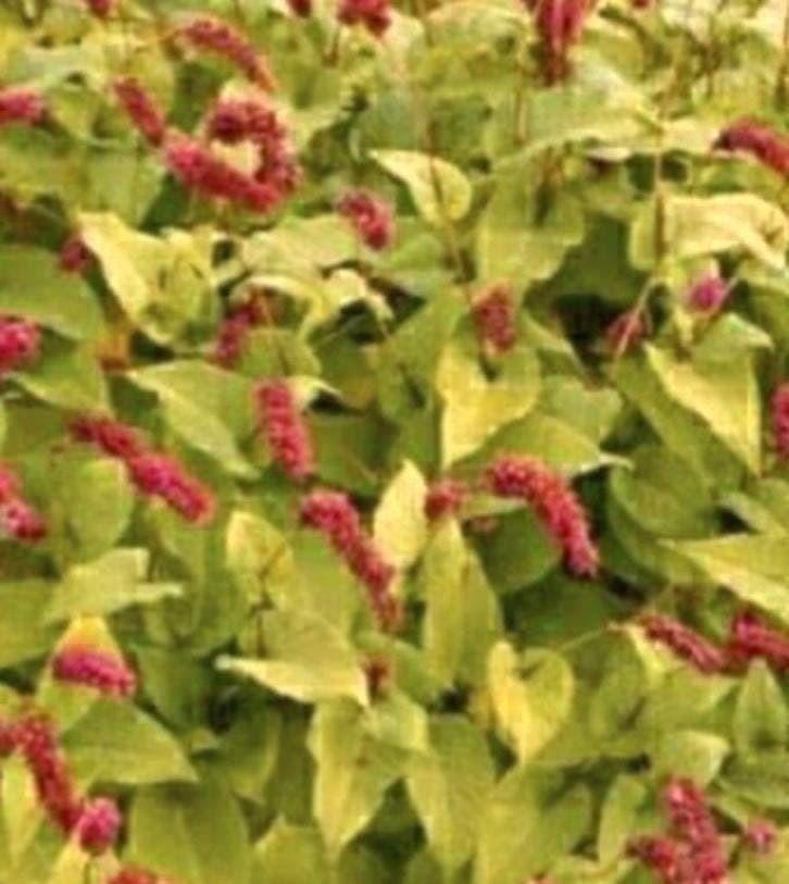 Duizendknoop vaste plant persicaria, Bodembedekkers, Vaste plant, Ophalen of Verzenden, Halfschaduw