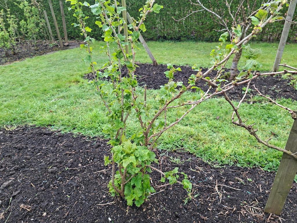 Zwarte Bessenstruik, Ophalen, Volle zon, Vaste plant, Fruitplanten