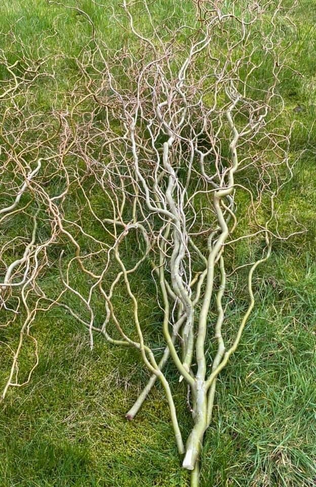 Paastakken per bosje a` 6 stuks slechts €. 4,00, Ophalen, Nieuw