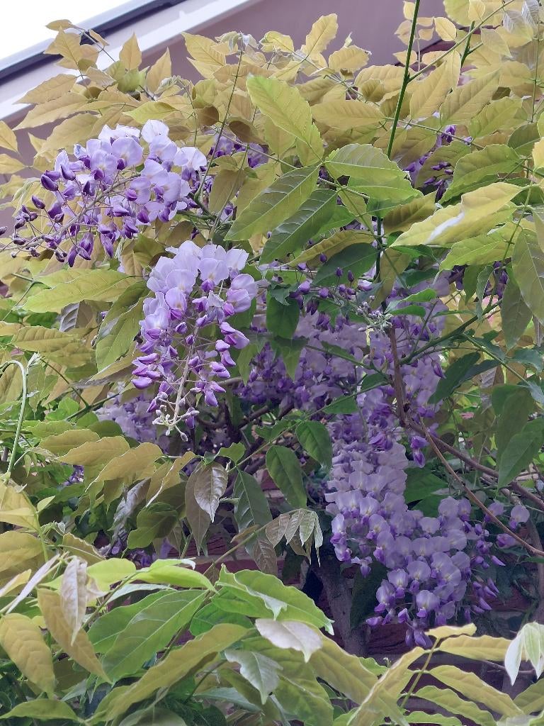 Aanbieding: Blauwe Regen met (bloem)knoppen 150-175 cm hoog!, Volle zon, Vaste plant, Ophalen of Verzenden, Klimplanten