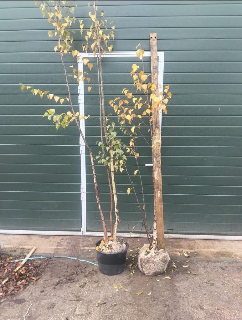 Meerstammige berk, Tuin en Terras, Planten | Bomen, Ophalen, Halfschaduw, Overige soorten, Lente