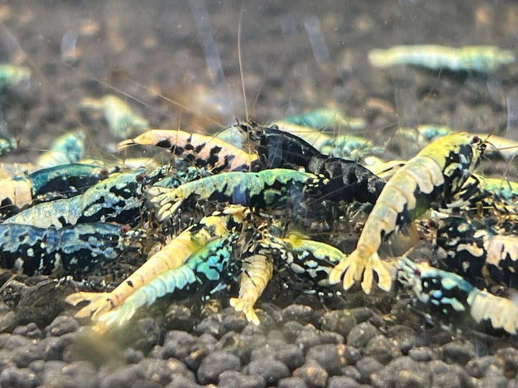 Garnalen BOA Crystal Taiwan OE Fancy Red PRL Snowfall Metall, Dieren en Toebehoren, Vissen | Aquariumvissen, Kreeft, Krab of Garnaal