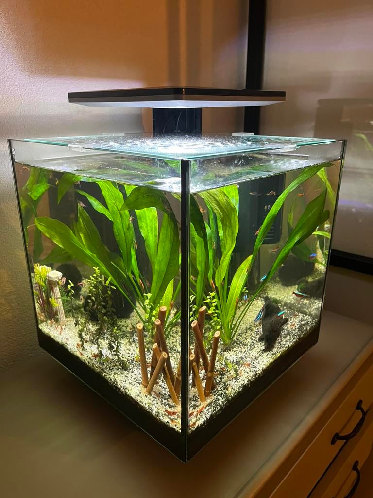 Garnalen (rode, bloody mary) 1 EURO, Kreeft, Krab of Garnaal