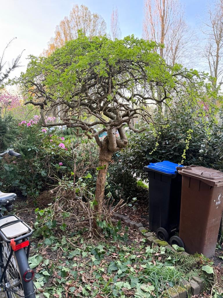 Mooi boompje te koop - zelf uitgraven!, Tuin en Terras, Planten | Bomen, Ophalen, Halfschaduw, Overige soorten, Lente