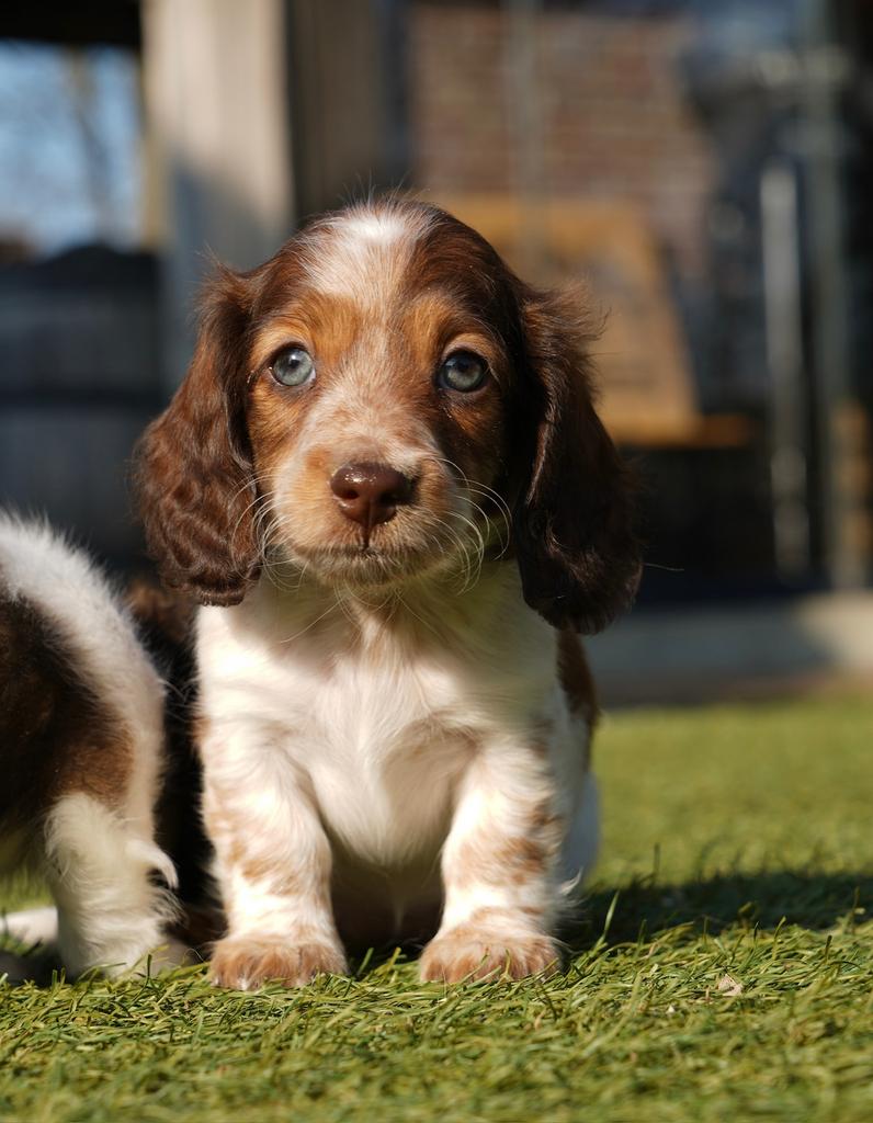 Langharige Dwergteckel pups | Teckel | Geteste ouders, Parvo, Nederland, 8 tot 15 weken, Dwerg