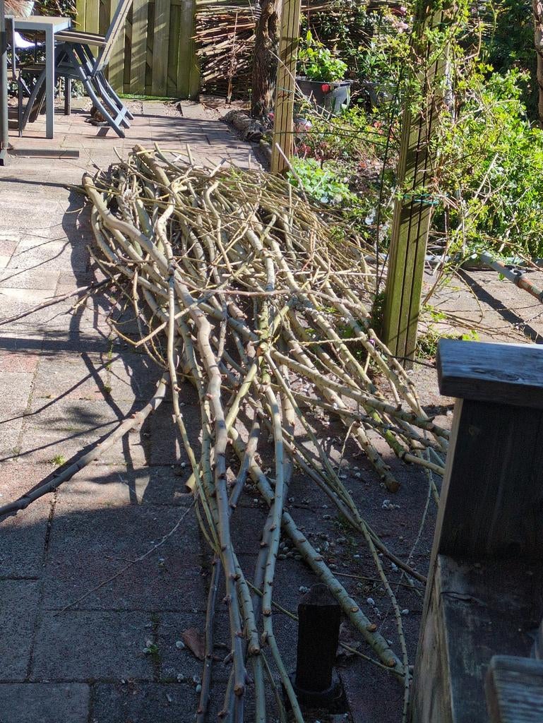 Wilgentakken / wilgentenen, Ophalen