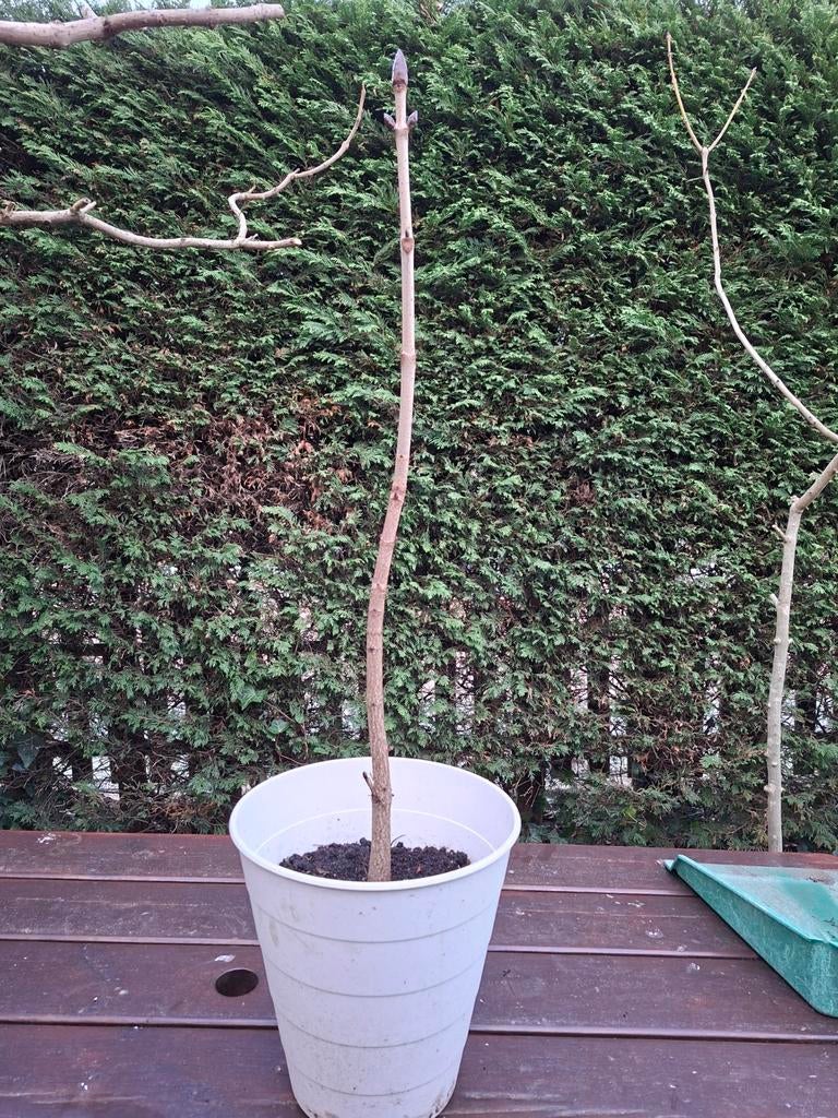 Kastanje in pot 3 jaar oud, Ophalen, Minder dan 30 cm, Rond, Zo goed als nieuw