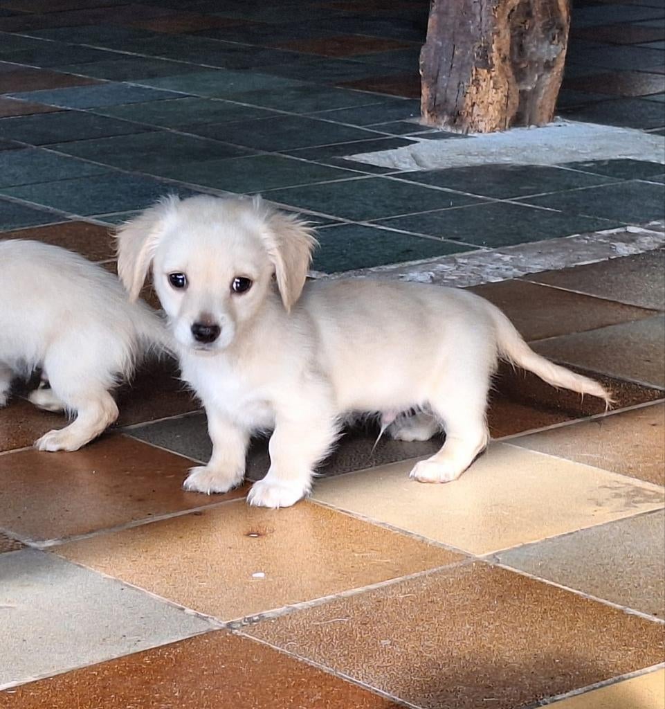 Schattige blonde langharige Kaninchen mini teckel puppy's, Kaninchen, Parvo, 8 tot 15 weken, Langhaar