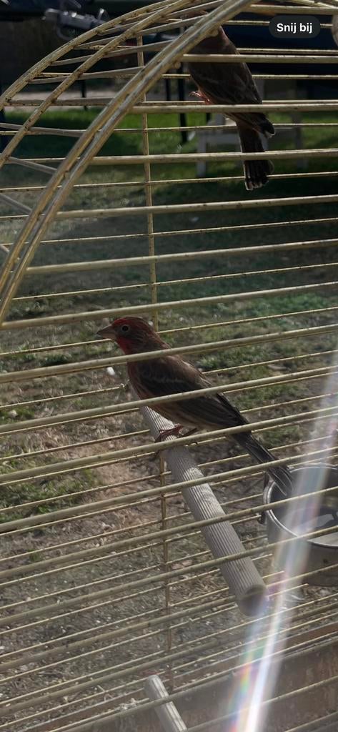 Roodmussen mannentjes 24/25, Dieren en Toebehoren, Mannelijk, Tropenvogel