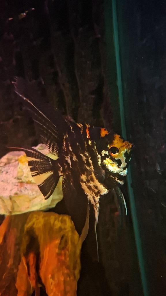 Maanvis, Vis, Zoetwatervis, Schoolvis