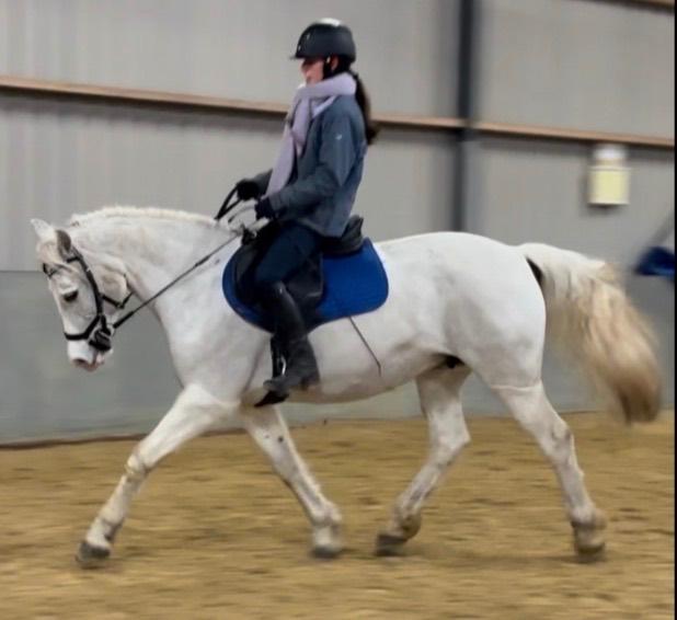 Allround Connemara pony E pony, Dressuurpony, 7 tot 10 jaar, Merrie, E pony (1.48m - 1.57m)