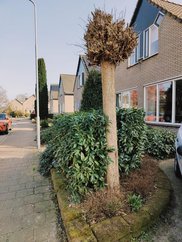 Meerdere volwassen struiken en twee boompjes, Tuin en Terras, Planten | Tuinplanten, Ophalen, Vaste plant, Overige soorten, Halfschaduw